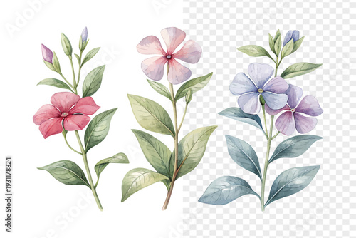 set of Minimal Vinca Watercolor Bloom, Simple Periwinkle Botanical Illustration Isolated on White