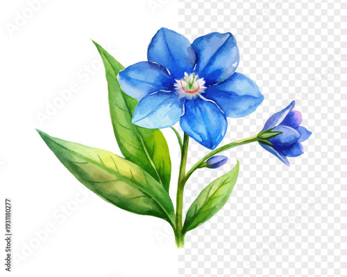 Watercolor Veronica Flower Clipart, Blue Wildflower Botanical, isolated on white background