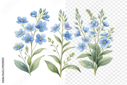 Blue Veronica Watercolor Bloom, Delicate Meadow Floral Illustration Isolated on White