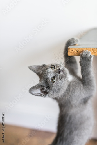 An adorable foster kitten Playing inside.
