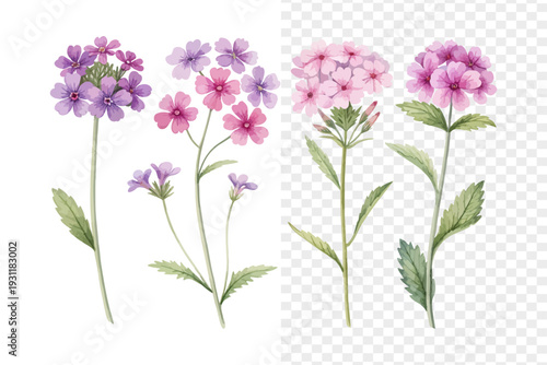 set of Watercolor Verbena Flower Illustration, Tiny Floral Clipart, vector isolated on white background