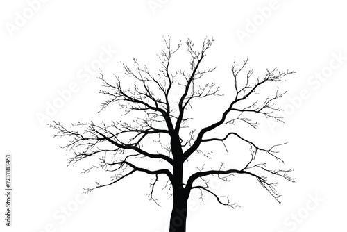 Black silhouette of a dry winter tree without leaves.Dead tree branch silhouette isolated on white background.Bare tree branches vector illustration.