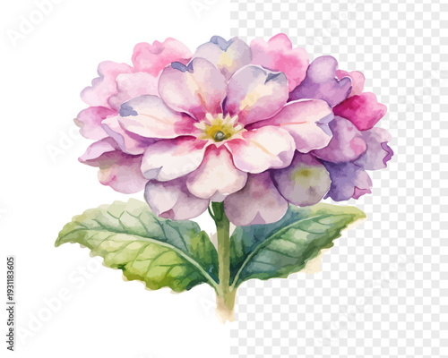 Watercolor Verbena Blossom, Soft Summer Floral Vector Isolated on White