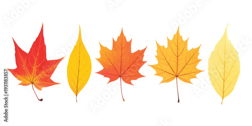 Set of colorful autumn leaves, isolated on white background.Maple leaves collection,Fall foliage vector.
