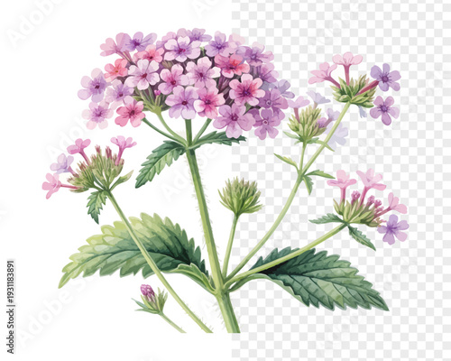 Watercolor Verbena Flower Illustration, Tiny Floral Clipart, isolated on white background