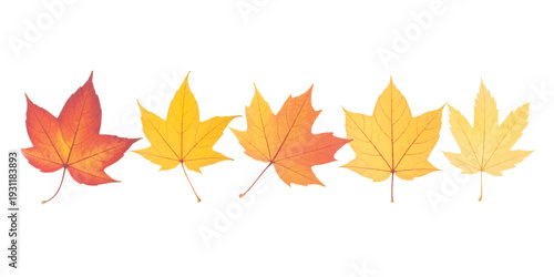 Set of colorful autumn leaves, isolated on white background.Maple leaves collection,Fall foliage vector.