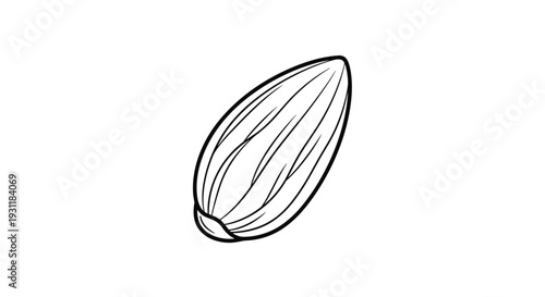Detailed line-art illustration of a single almond nut in its shell showing texture and natural ridges for food and ingredient concepts.