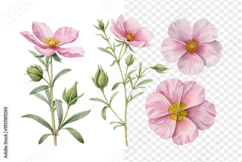 Watercolor Cistus Blossom, Soft Wild Shrub Floral Vector Isolated on White