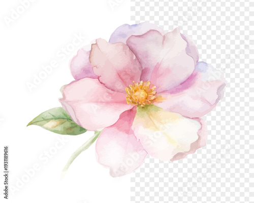 Watercolor Rockrose Flower Painting, Mediterranean Botanical Art, vector illustration isolated on white background