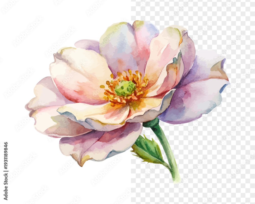 Obraz premium Watercolor Rockrose Flower Painting, Mediterranean Botanical Art, vector illustration isolated on white background