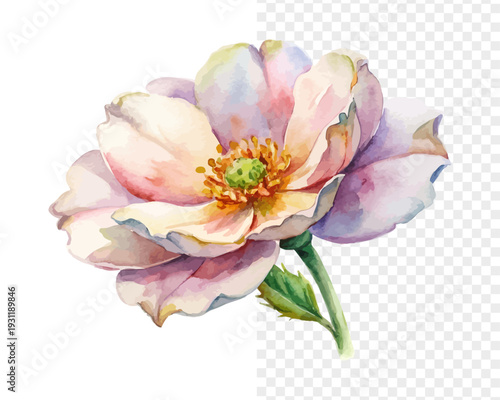 Watercolor Rockrose Flower Painting, Mediterranean Botanical Art, vector illustration isolated on white background