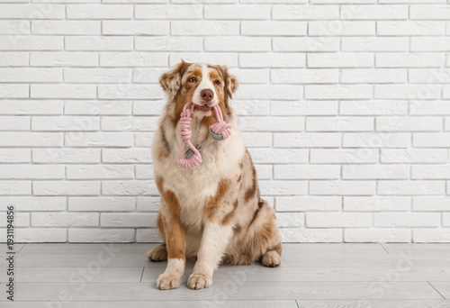 Cute Australian Shepherd do...