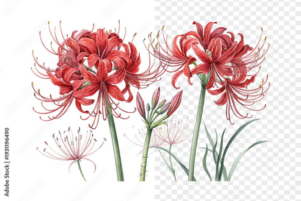 Ταπετσαρία Red Spider Lily Watercolor Bloom, Lycoris Radiata Botanical Illustration Isolate