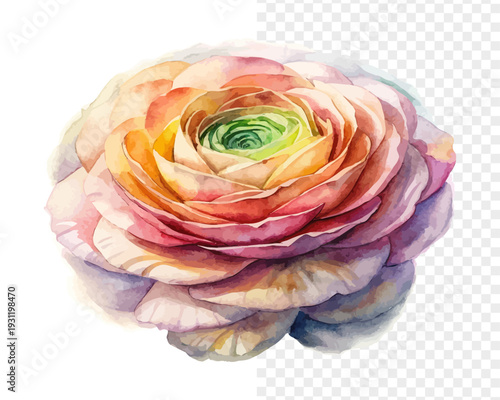 Watercolor Ranunculus Bloom Art, Romantic Botanical Watercolor, vector illustration isolated on white background
