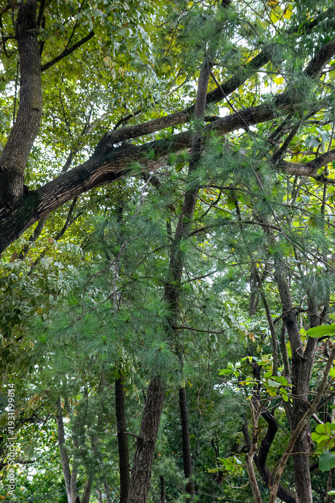Fototapeta premium Woodland density illustrating biodiversity richness. Tall vegetation forming layered green habitat. Natural timber network in tropical climate. Environmental scene suitable for conservation theme