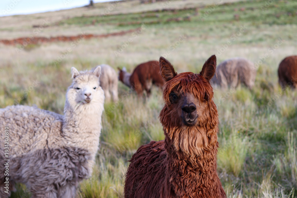 Fototapeta premium Raising Suri alpacas in high Andean valley pastures for wool fiber production