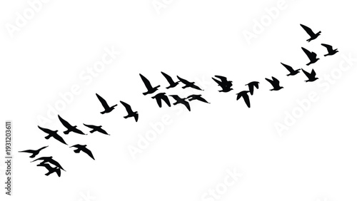 A flock of birds flying in a v formation isolated on white background, Vector
