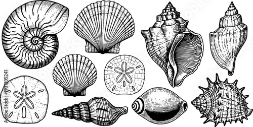 Diverse collection of ocean seashells and marine gastropod mollusk shells 