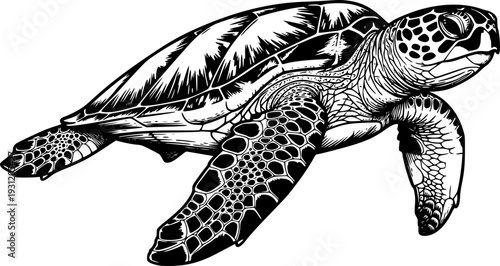 Detailed black and white engraving of a majestic sea turtle swimming gracefully underwater, perfect for nature conservation themes