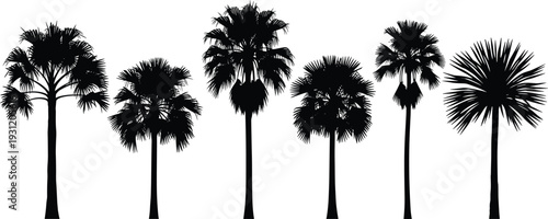 Palm Tree Silhouette Set Tropical Beach Plants Collection Black Summer Nature Vector Isolated on White Background
