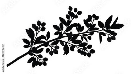 A black and white drawing of a branch with leaves isolated on white background, Vector