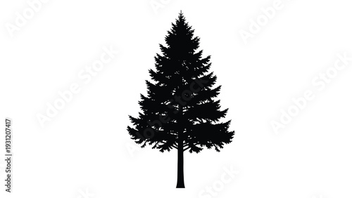 A black silhouette of a pine tree on a white background isolated on white background, Vector