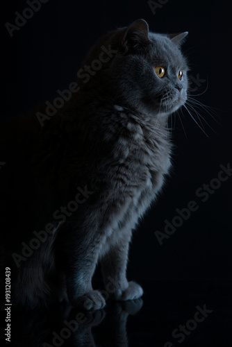 Wallpaper Mural Britisch Kurzhaar Torontodigital.ca