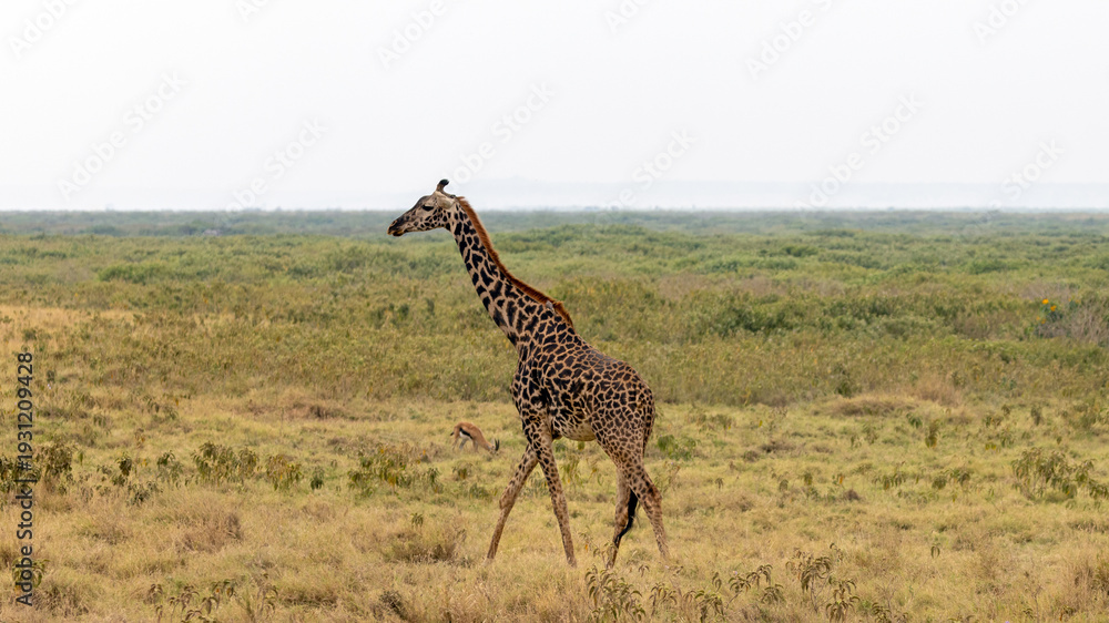 Obraz premium Masai Giraffe in front of Thompsons Gazelle in Amboseli National Park in East Africa Kenya KEN