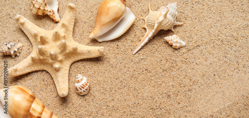 Many sea shells on sand