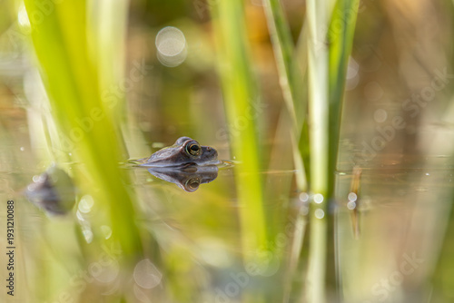 Moorfrosch (Rana arvalis) im Profil zwischen Schilfhalmen an der Wasseroberfläche mit Spiegelung


