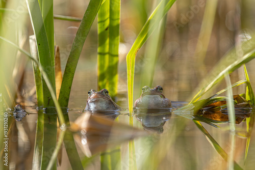 Zwei Moorfrösche (Rana arvalis) an der Wasseroberfläche zwischen Röhricht mit Spiegelung

