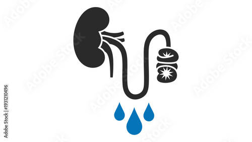 A simple illustration of a kidney and ureter with water drops isolated on white background, Vector