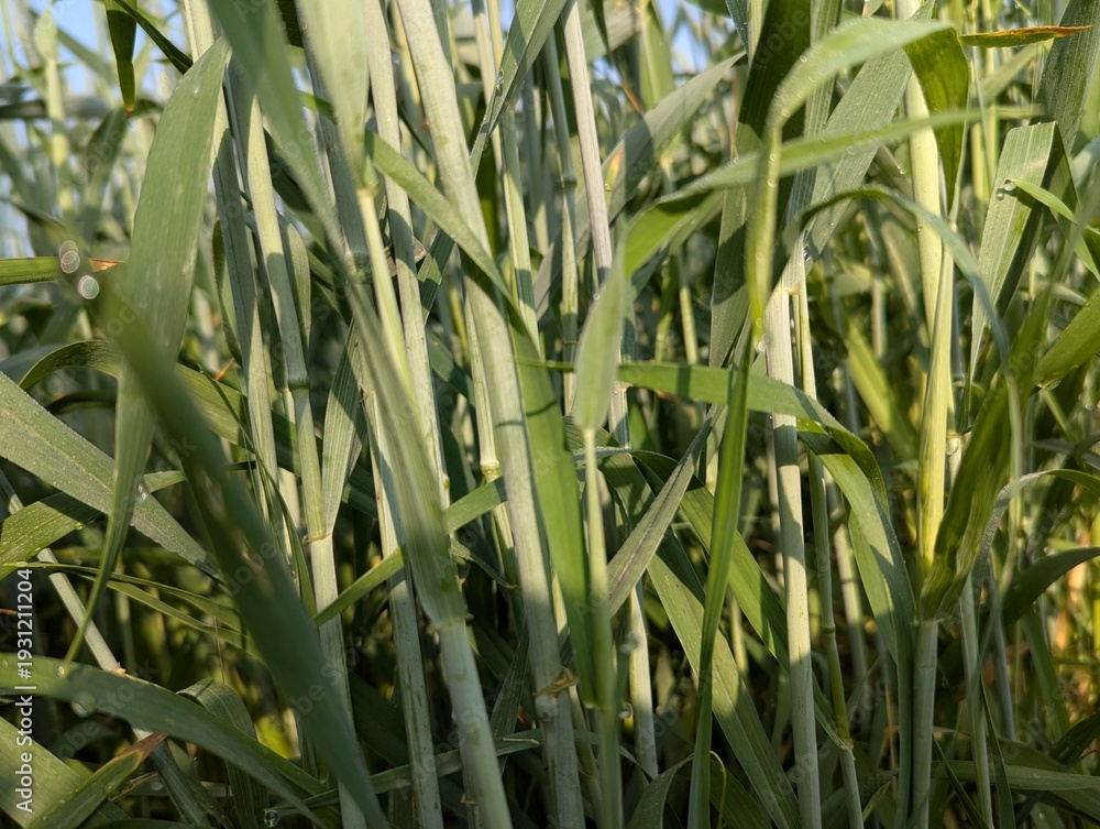 Obraz premium corn field in the morning