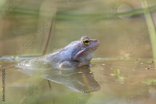 Moorfrosch (Rana arvalis) in bläulicher Hochzeitsfärbung im Profil mit klarer Spiegelung

