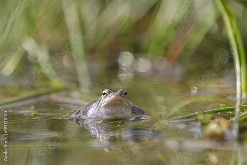 Moorfrosch (Rana arvalis) blickt frontal aus flachem Laichgewässer zwischen Gräsern
