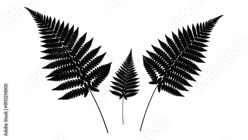 A black and white image of three fern leaves isolated on white background, Vector