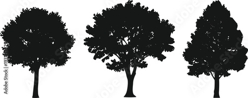 Silhouettes of different tree species with unique foliage patterns, forest nature concept, botanical study, woodland landscape illustration design