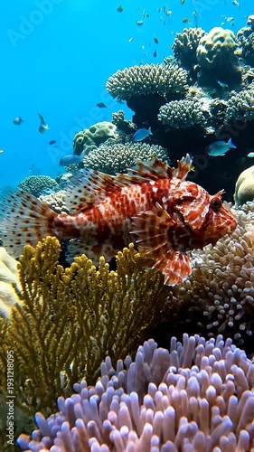 Vibrant Coral Reef Marine Life Scene.