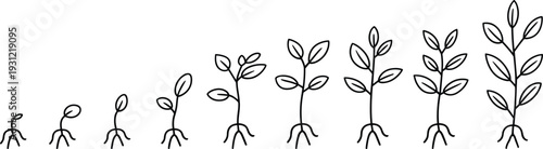 Hand drawn line art illustration showing stages of plant growth cycle from seed sprout to mature leafy stem isolated on white background