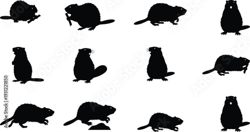 Beaver silhouettes set, different poses of aquatic rodent collection, wildlife animal icons isolated for nature, forest, river habitat and fauna design
