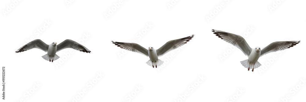 Obraz premium Flying Seagull Isolated on White – Realistic Bird in Flight Wildlife Image