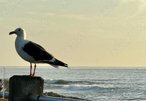 фотографія A detailed close-up portrait of a Western Gull (Larus occidentalis) in La Jolla