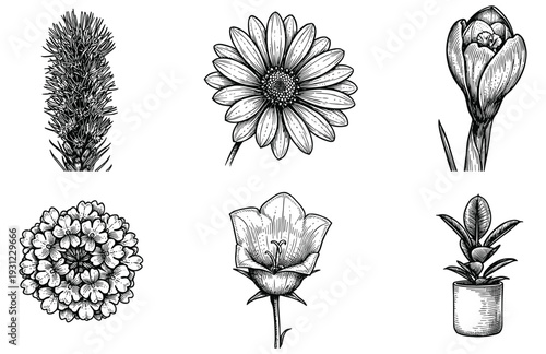 Collection of various plant sketches including bellflower and crocus in old engraving art