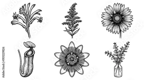 Botanical flower collection featuring various plant species in artistic hand drawn engraving