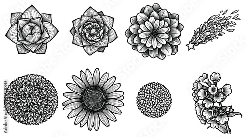 A captivating set of hand drawn vector floral designs on transparent background