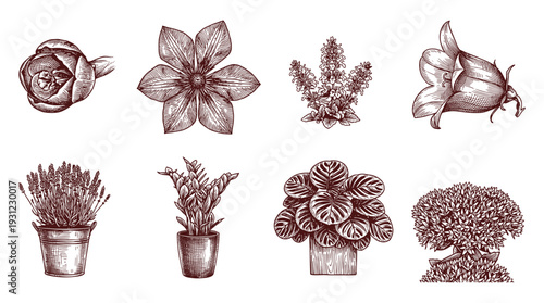 Potted plants and flower blossoms set in traditional hatching and cross hatching technique