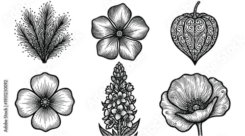 Beautiful wildflower blooms and decorative foliage elements in detailed black ink engraving