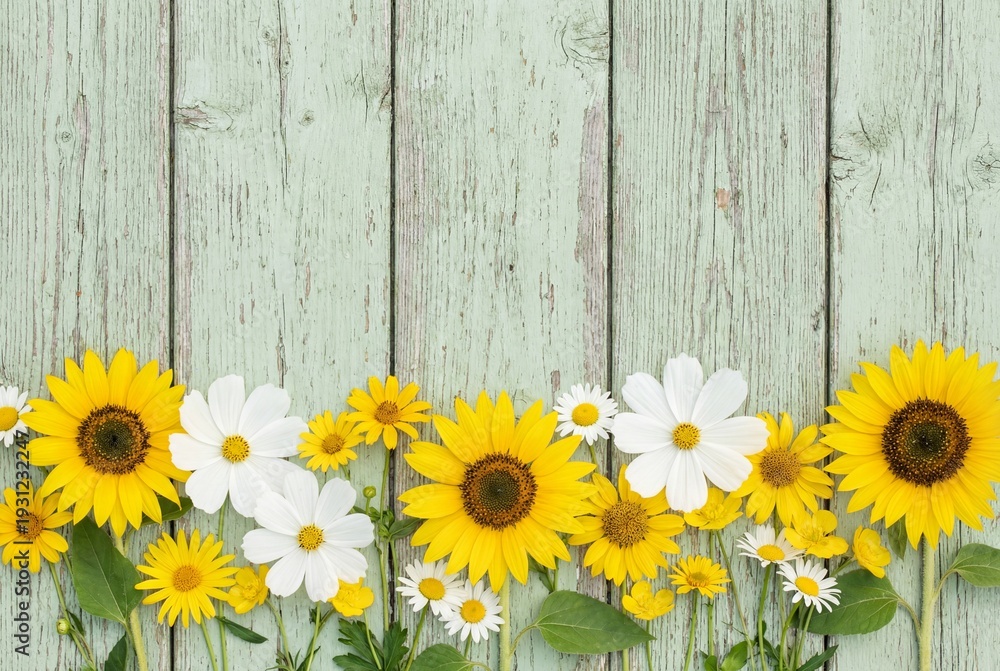 Obraz premium Sunflower and white cosmos flower border on a rustic green wooden background flat lay
