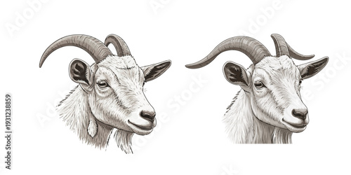 Hand-drawn goat head illustration set, vintage style farm animal sketch, billy goat with horns portrait, rustic livestock engraving isolated on white