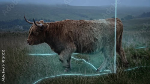 Virtual fencing guides grazing cattle with GPS collars protecting livestock boundary misty upland pasture dusk while glowing line surrounds cow
